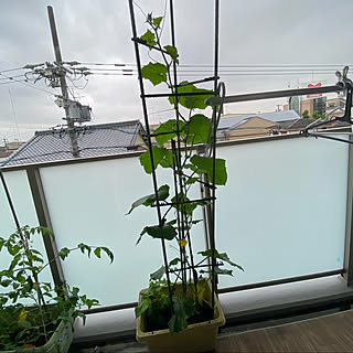 バジル栽培/観葉植物のある暮らし/観葉植物のある生活/ベランダ菜園/みどりのある暮らし...などのインテリア実例 - 2022-06-18 16:29:07