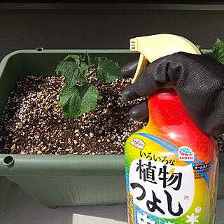 ガーデニング/植物のある暮らし/害虫対策/アースガーデン/いろいろな植物つよし...などのインテリア実例 - 2023-05-28 15:17:56