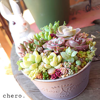 ☆多肉植物 寄せ植え〜木製うさぎさんの木箱寄せ〜☆ 多肉