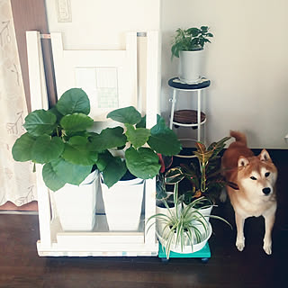 ウンベラータ/いぬのいる暮らし/観葉植物のある部屋/柴犬/端材 DIY...などのインテリア実例 - 2017-11-02 08:26:04