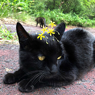 花が好き/花のある暮らし/きじとら/散歩/黒猫...などのインテリア実例 - 2021-06-13 20:21:29