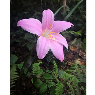 野の花の庭/知らぬ間に咲く花/和風庭園/中古住宅リフォームなし/花のある暮らし...などのインテリア実例 - 2021-09-07 17:57:54