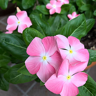 夏の花/夏/日々草 桃のときめき/久々の植物pic/植物のある暮らし...などのインテリア実例 - 2019-08-21 21:55:41