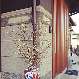 玄関/入り口/日本家屋/白い桜のインテリア実例 - 2019-03-19 15:14:54
