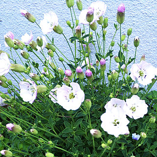 白い花/シレネユニフローラ/花壇のインテリア実例 - 2021-03-23 09:02:29