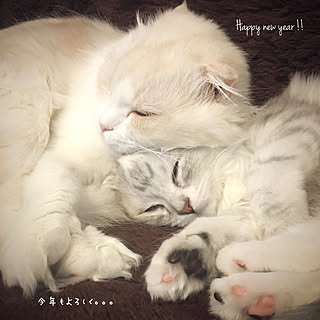 ベッド周り/よろしくお願いします♡/Happy New Year ♪/仔猫/スコティッシュ×アメショ...などのインテリア実例 - 2018-01-09 12:46:14