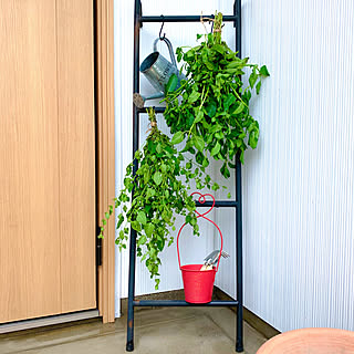 ハーブ 虫対策のおしゃれなアレンジ 飾り方のインテリア実例 Roomclip ルームクリップ