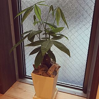 棚/観葉植物/セリア/100均/雑貨のインテリア実例 - 2017-04-06 11:24:14