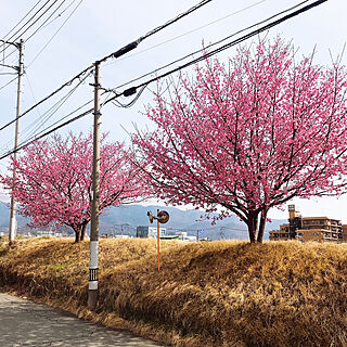 癒し/お花/BBQ/お花見/桜...などのインテリア実例 - 2021-03-09 09:53:36