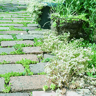 部屋全体/6月10日/庭の花を楽しむ/花のある暮らし/癒し♡...などのインテリア実例 - 2019-06-10 09:59:13