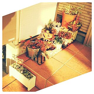 玄関/入り口/多肉植物/植物/ダイソーリメイク/ダイソーのインテリア実例 - 2013-11-28 15:15:26