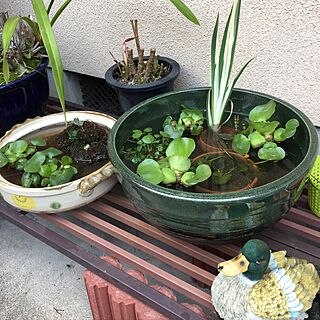 玄関/入り口/土鍋活用/水中植物/初ビオトープ挑戦/昭和の家...などのインテリア実例 - 2017-05-04 17:24:17