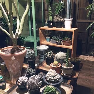 観葉植物 ナウシカの温室に憧れてのおしゃれなアレンジ 飾り方のインテリア実例 Roomclip ルームクリップ
