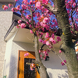 快晴☀️/おうち花見/八重桜/植物のある暮らし/桜咲き始めました♪...などのインテリア実例 - 2021-04-06 07:58:01