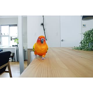 コガネメキシコインコ/ペットのインテリア実例 - 2014-08-21 09:16:49