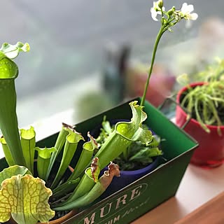 リビング/観葉植物のある部屋/食虫植物/グリーンのある暮らし/観葉植物...などのインテリア実例 - 2017-06-11 19:31:39