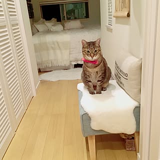 部屋全体/ねこと暮らす。/NO CAT,NO LIFE❤️/ねこばかりですいません/ZARA HOME...などのインテリア実例 - 2016-07-06 22:47:44