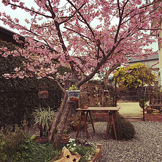 玄関/入り口/桜満開。/お庭のインテリア実例 - 2018-02-28 16:29:59