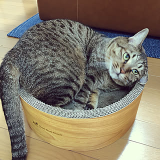 猫の爪研ぎ/猫の居る暮らし(*˙︶˙*)☆*°/ガリガリサークルスクラッチャー/Amazon/Amazonで買いました♡...などのインテリア実例 - 2021-08-12 08:56:13