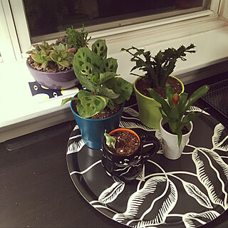 リビング/window sill/plants/living room/cactus...などのインテリア実例 - 2018-02-19 23:51:32