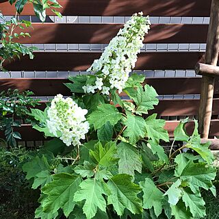 玄関/入り口/GREENのある暮らし/GREEN LIFE/green/花のある生活...などのインテリア実例 - 2017-06-18 11:01:23