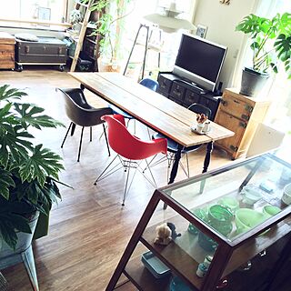 部屋全体/観葉植物/鉛筆削りオブジェの会/saboten 倶楽部/ガラスケース...などのインテリア実例 - 2015-04-22 13:36:15