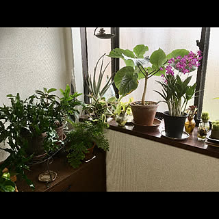 ナチュラルインテリア/植物のある暮らし/雑貨/カフェ風/男前...などのインテリア実例 - 2021-05-30 16:00:09