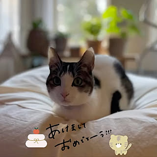 2022年もよろしくお願いいたします/2022年/お正月の挨拶/机ではありません/ねこと暮らす...などのインテリア実例 - 2022-01-03 15:52:29