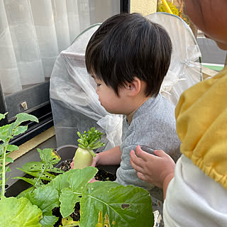 あかちゃんのいる部屋/家庭菜園/大根栽培/あかちゃんのいる家/子供...などのインテリア実例 - 2022-12-09 16:21:20