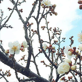 白梅咲きました/庭園とアジアンの融合/アジアン/3月/空...などのインテリア実例 - 2023-03-10 11:37:42