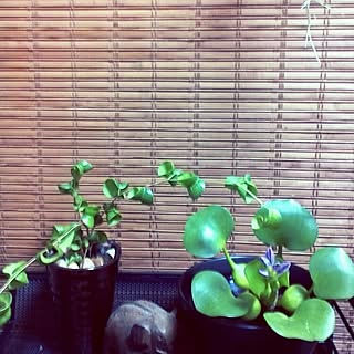 棚/観葉植物のある部屋/水草/いつもいいねありがとうございます♥️/ベンジャミンバロックのインテリア実例 - 2015-09-08 22:41:08