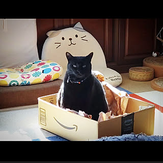 ダンボール大好き/黒猫タロくん/ねこがいる暮らし/猫が幸せなお家/リビング...などのインテリア実例 - 2022-02-26 12:59:43