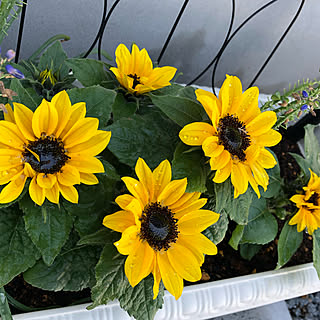 寄せ植え ひまわりのおしゃれなアレンジ 飾り方のインテリア実例 Roomclip ルームクリップ