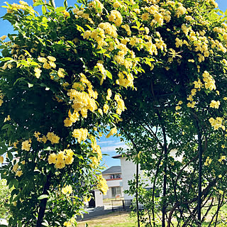 連投失礼しました♡/RCの出会いに感謝♡/植物のある暮らし/庭/見て下さって嬉しいです♪...などのインテリア実例 - 2021-05-11 07:59:49