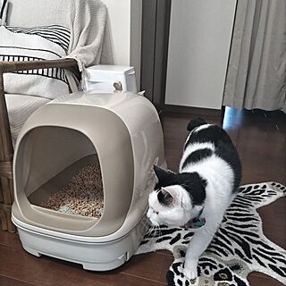 リビング/インテリア/猫トイレ/猫のいる日常/ねこと暮らす...などのインテリア実例 - 2024-04-14 13:05:39