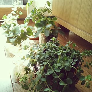 部屋全体/雑貨/植物/観葉植物/100均...などのインテリア実例 - 2014-04-23 01:03:42