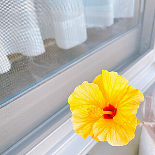 玄関/入り口/お花のある暮らし/可愛い♡/黄色いハイビスカス/ハイビスカス咲きました♪のインテリア実例 - 2024-05-16 09:58:35