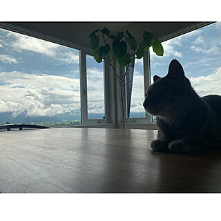 猫好きさんと繋がりたい/猫部/窓からの景色/ねこの居場所/フィカスウンベラータ...などのインテリア実例 - 2021-07-04 09:58:43