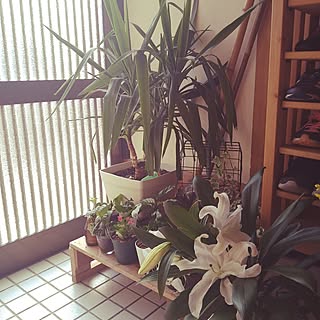 玄関/入り口/観葉植物のある暮らし/日常に感謝❤/閲覧、いいね有難うございます♡/中古一戸建て...などのインテリア実例 - 2023-04-11 16:33:39