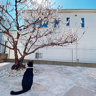 まだまだ開花中でした〜/おうち時間/ずぼら主婦/首輪新調/猫がよろこぶ快適な部屋づくり...などのインテリア実例 - 2023-03-03 11:30:16