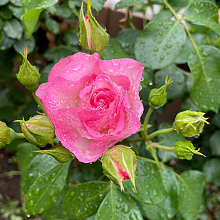 雨粒/庭/バラ/今日の薔薇/ストロベリーアイス...などのインテリア実例 - 2022-05-16 18:43:27