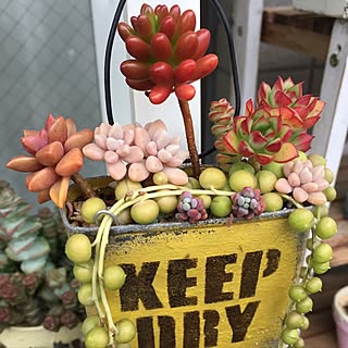 部屋全体/グリーンネックレス/植物/多肉植物/succulent plants...などのインテリア実例 - 2017-06-13 18:06:11