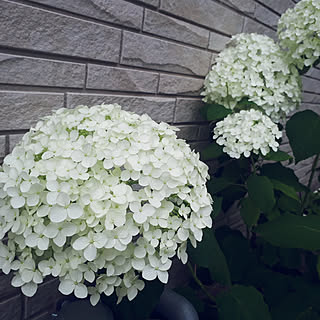 部屋全体/私の癒し/植物のある暮らし/6月の庭/駐車場からお庭へ‥…...などのインテリア実例 - 2022-06-11 18:59:43