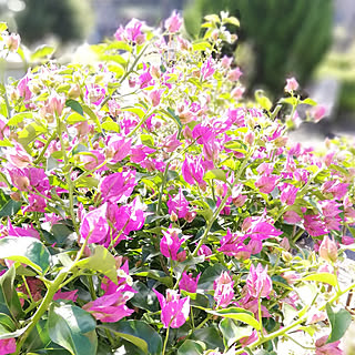 玄関/入り口/ブーゲンビリアの花/夏よりも今の方が開花中♪/植物のある暮らし/いやしの空間...などのインテリア実例 - 2020-11-08 10:23:07