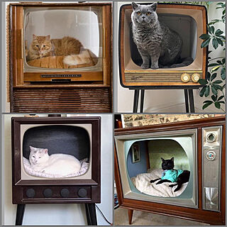 オシャレな猫ハウス/ブラウン管テレビ/コレ、DIYしたよ！/リビングのインテリア実例 - 2020-05-17 13:01:32