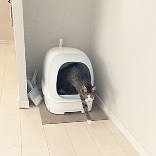 猫トイレ/ねこのいる日常/ねこと暮らす。/ニャンとも/猫ちゃん想いのインテリア実例 - 2020-11-29 16:28:31