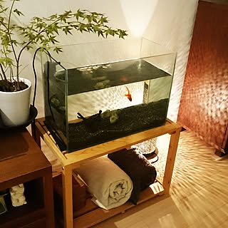 リビング/金魚/ウォールナット/漆喰壁DIY/観葉植物...などのインテリア実例 - 2016-08-18 07:27:33