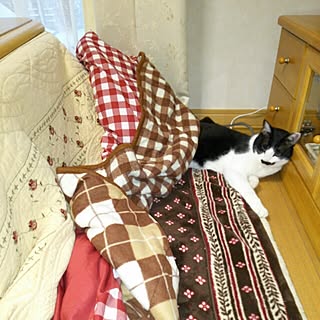 部屋全体/こたつ/ねこのいる風景/チェック柄♥︎/ナチュラル可愛いが目標❤️...などのインテリア実例 - 2015-12-12 08:08:52