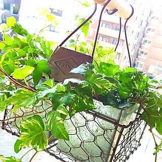 植物/ガーデニング・グリーンのインテリア実例 - 2012-08-10 23:04:19