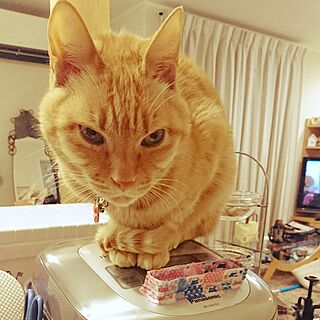キッチン/マスキングテープ/CAN DO/10分でできる/猫ｻﾏのインテリア実例 - 2017-02-28 18:23:07